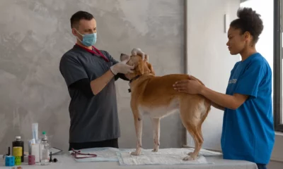 curso de auxiliar de veterinário